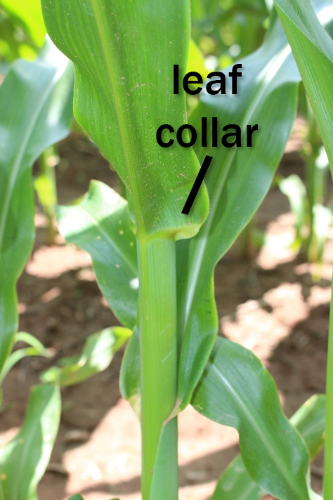 leaf collarpngpng